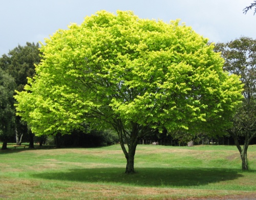 A nice tree