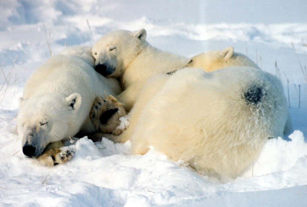 sleeping bears